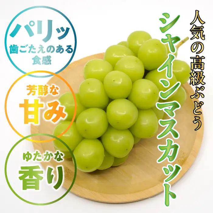 ★TBSテレビ系列「ひるおび」で取り上げられました！★＜2026年発送先行予約＞絶品！南アルプス市産シャインマスカット1.2kg ALPAA003 | 人気 山梨産 高評価 ランキング おすすめ |