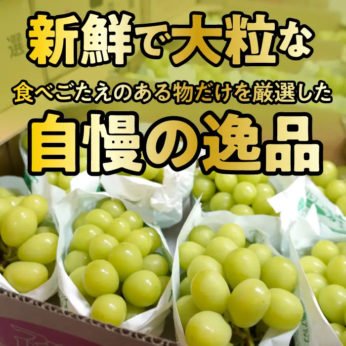 ＜2026年発送先行予約＞★TBSテレビ系列「ひるおび」で取り上げられました！★絶品！南アルプス市産シャインマスカット1.5kg ALPAA005 | 人気 山梨産 高評価 ランキング おすすめ |