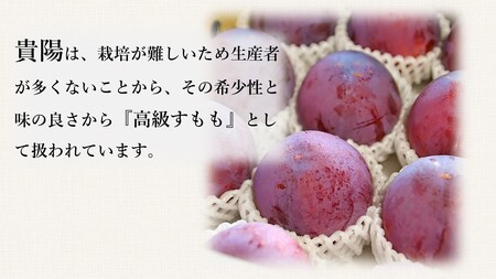 ＜2026年発送先行予約＞すもも「貴陽」約1.8ｋｇ ALPAA024