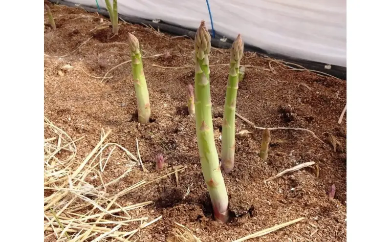 グリーンアスパラガス詰め合わせ （3L～Lサイズ） 約1kg 