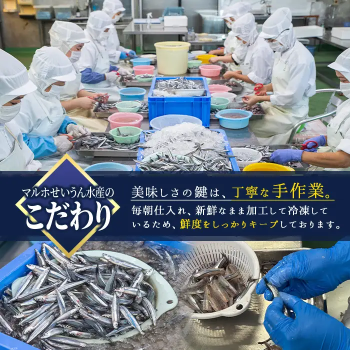 鹿児島県産！あくねキビナゴづくしBセット(3種)一夜干し、刺身、漁師漬けをセットに冷凍でお届け！魚介類 海鮮 海の幸 きびなご キビナゴ 刺し身 さしみ 一夜干し 漁師漬け【マルホせいうん水産】akn046-02