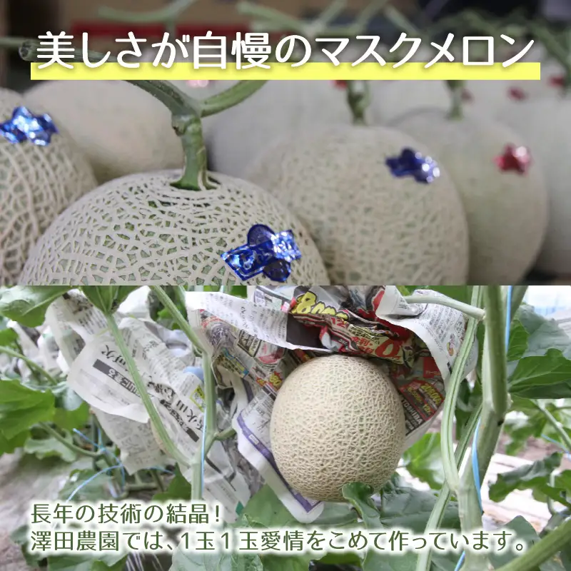 【先行予約】青肉マスクメロン（1.5kg以上 2玉入）味も見た目も抜群！アールスメロン  / あわら 期間限定 果物 フルーツ 産地直送 青肉 人気 ギフト 贈答 ※2026年7月上旬より順次発送  [aw039-a005]