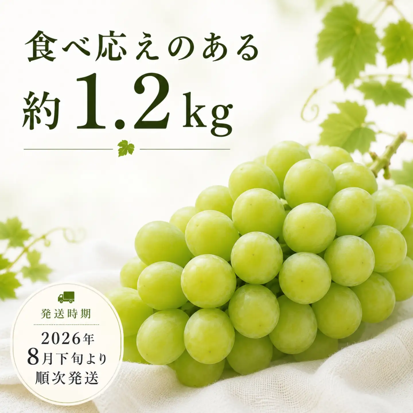 【数量限定】シャインマスカット 約1.2kg  2026年収穫分　