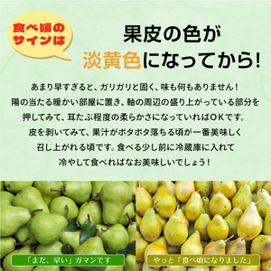 YN-01　鳥取県産洋ナシ　シルバーベル　4kg