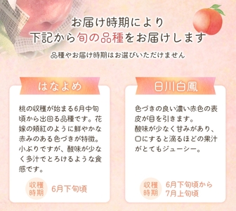 【先行予約】和歌山県産の美味しい桃 （5～8玉入り）【2026年6月中旬頃から8月上旬頃発送予定】 和歌山 もも モモ 桃 ギフト 贈り物 プレゼント 夏ギフト 果物 フルーツ 人気 産地直送 和歌山県 お取り寄せ【mat101B】