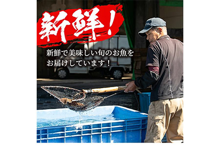 数量限定！鹿児島県阿久根産 薩摩甘エビ(約1kg・40～70尾) 国産 阿久根市産 えび 海老 急速冷凍 冷凍配送 魚貝類 魚介類 海産物 【濱崎魚類】akn023-05