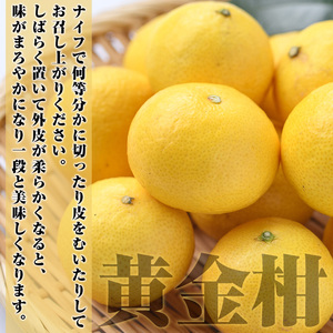 ＜先行予約受付中！2027年2月上旬以降順次発送予定＞まなべみかん園の黄金柑(約2.5kg) 国産 鹿児島県産 阿久根市産 柑橘類 果物 フルーツ みかん ミカン 蜜柑 期間限定 数量限定 贈答用 ギフト プレゼント デザート 【有限会社まなべみかん園】akn034-01