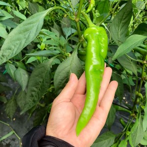 【2026年発送】 万願寺とうがらし 1kg  （2～4人用） 万願寺唐辛子 京野菜