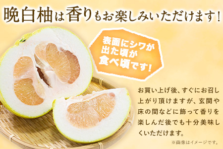 【先行予約】山本果樹園の晩白柚 2玉（2Lサイズ） 山本果樹園《12月中旬-3月中旬頃出荷》果物 フルーツ ザボン 熊本 特産品