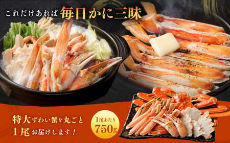 特大 ボイル ズワイ蟹 姿 750g 1尾 ｜ 海鮮 カニ かに 蟹 ズワイガニ かにみそ カニみそ 冷凍