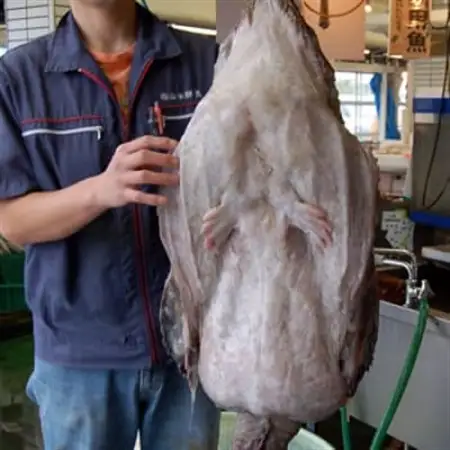 山陰　鍋用アンコウ(肝入り)　大きなアンコウを捌きました【高鮮度3D凍結】【配送不可地域：離島】【1260903】