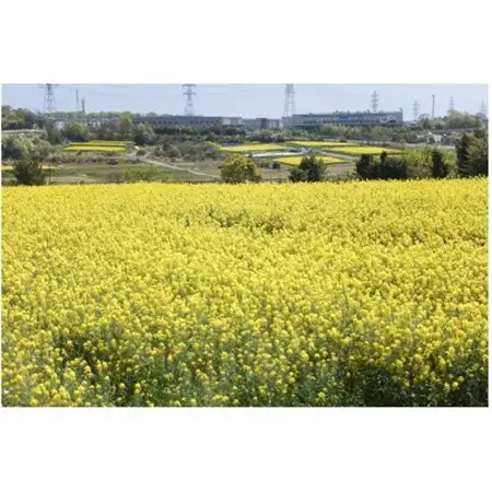なのはな油600g×2(愛知県産菜種100%使用、昔ながらの一番搾り製法)【1261086】