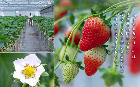 うずしおベリー カタラーナ 2箱セット いちごスイーツ 苺 フルーツガーデンやまがた　スイーツ　お菓子　ギフト　敬老の日　お歳暮　冷凍　洋菓子　いちご　