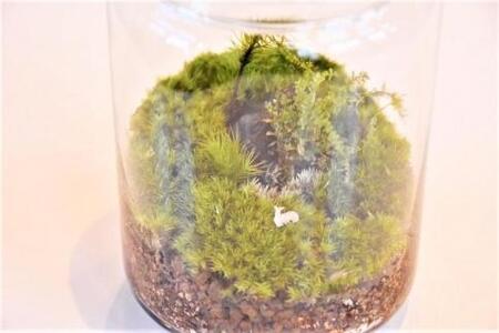 屋久島苔テラリウム | テラリウム