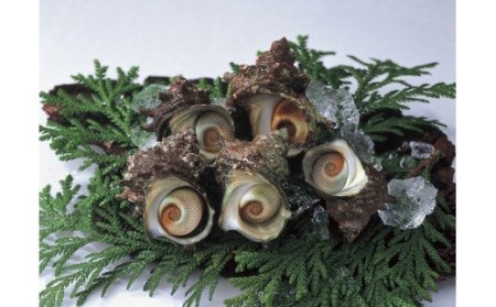 【のし付き】絶品 島の特産品さざえの炊き込みご飯の素 お歳暮にも