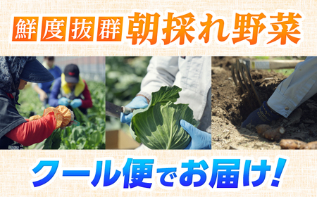 【最速発送】土佐の太陽をいっぱいに浴びた旬の野菜セット「大」【土佐野菜】 [ATBA002]　スピード 最短 最速 発送 春 春野菜 旬野菜 野菜詰め合わせ