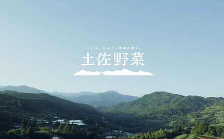 定期便 土佐の太陽をいっぱいに浴びた旬の野菜セット小 (12回配送) / 野菜 やさい 定期便 12回 セット 詰め合わせ 朝採れ 新鮮 旬 無農薬 レシピ 冷蔵 高知 土佐 【土佐野菜】 [ATBA007]