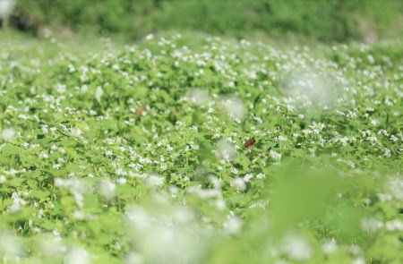 ひとつひとつ手作り。蕎麦菜まんじゅう  饅頭 まんじゅう 蕎麦 15個 ギフト 詰め合わせ スイーツ 菓子 和菓子 お菓子 贈答用 ギフト お取り寄せ 蕎麦菜 熊本 南小国町 送料無料