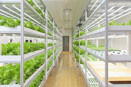 植物工場産　洗わずに食べられるフリルレタス　12袋セット [野菜 水耕栽培 栽培期間中農薬不使用] 