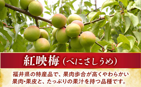 福井県産 うめのあまつぶ（梅グラッセ）16粒入 国産 洋菓子 ギフト [A-024002] [BFAU004]