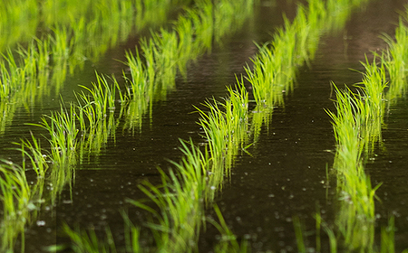 先行予約 令和8年産 新米 精米 10kg 5kg×2  棚田米 雪きらり 尾花沢市中刈産 ng-yksxx10