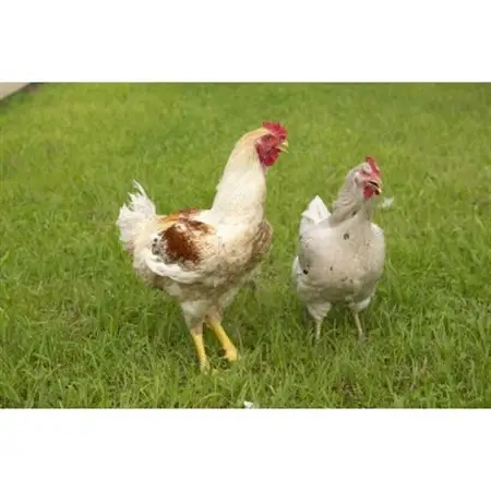【はかた地鶏】美人水炊きセットA_肉 水炊き 鶏肉 鍋 鍋セット  惣菜・加工品 肉 鍋 なべ ナベ_【配送不可地域：離島】【1261774】