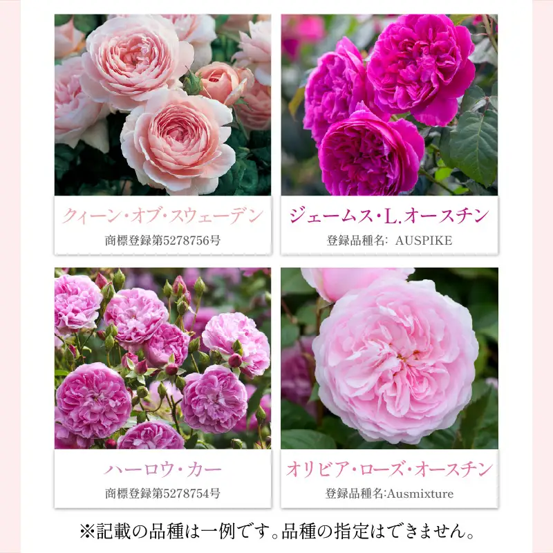 【イングリッシュローズ】 デビッド・オースチン バラ鉢苗 （バラ専用肥料付）【品種指定不可】 バラ ばら イングリッシュローズ バラ鉢苗 鉢苗 花【025D-003】