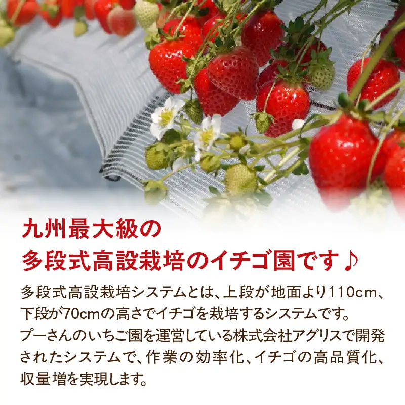 ＜2027年1月～順次発送＞苺三姉妹【あまおう＋旬のイチゴ2品種】食べ比べセット★数量限定★ あまおう いちご 苺 イチゴ フルーツ 果物 くだもの 人気 旬 福岡県産 食べ比べ 採れたて 3品種 セット 冷蔵配送 箱入り 贈答品 プレゼント 贈り物 産地直送 福岡県 八女市 090-004