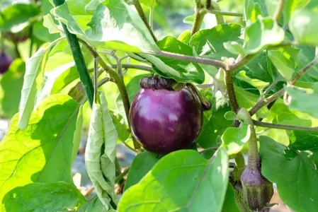 【2026年7月より順次発送】曽爾高原夏野菜５種５品３ヶ月定期便