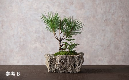 【モス山形】苔と松の盆栽 植物混合（軽石） F2Y-5147