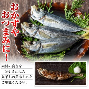 国産真あじ丸干し(計48尾・16尾×3箱：計2.5kg以上)干物 鯵 セット 魚 魚介類 簡単 調理 冷凍【E-21】【水永水産】