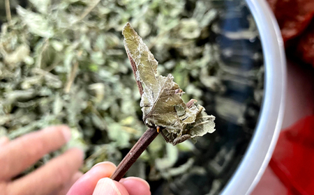 タラノキ茶 36g(1.5g x 24包) お茶 茶葉 ティーパック 健康茶