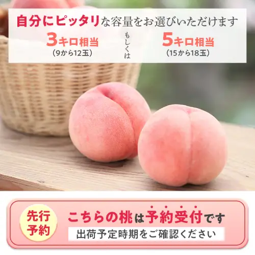 透過式光センサー川中島白桃 特秀5kg相当 15玉～18玉＜ ふくしま未来農業協同組合 ＞ | ふくしま 桃 福島 もも 国見 モモ ※2026年8月中旬頃より順次発送予定 ※沖縄・離島への配送不可