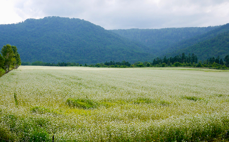 【国産純粋蜂蜜】北海道産 そばと野草の蜂蜜(百花蜜) 1kg ビン入り［ナルセ養蜂場］【 はちみつ ハチミツ 蜂蜜 ハニー 無添加 天然 健康 美容 料理 無添加 純粋 希少 大容量 ギフト プレゼント 自宅用 家庭用 北海道 十勝 幕別 】