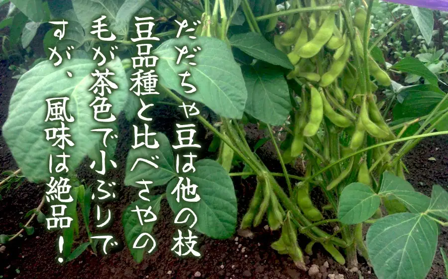 【令和8年産先行予約】”元祖”森屋藤十郎の白山産だだちゃ豆「白山(本豆)」　1kg（500g×2袋）鶴岡特産 K-831