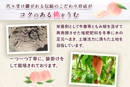 【先行予約】【大玉】 あら川の桃 約2.5kg-3kg(6-8個※1個300g以上)橋村農園《2026年7月上旬-8月上旬頃出荷》和歌山県 紀の川市
