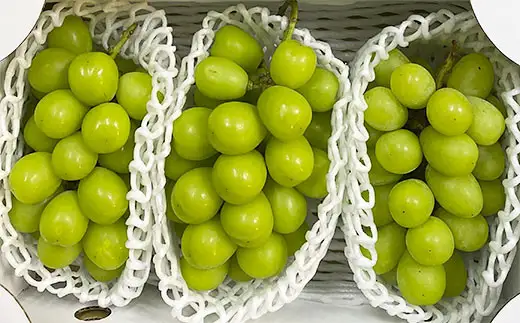 厳選！大粒で大房のシャインマスカット 秀品 2～3房入り（約1.6kg～2.1kg）[後半]【令和8年産先行予約】FS24-667 くだもの 果物 フルーツ 山形 山形県 山形市 2026年産