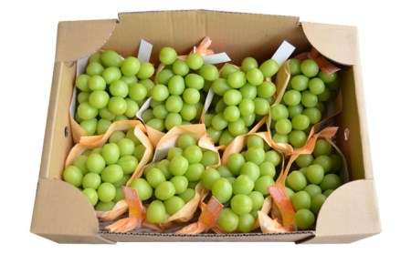 山形の大粒シャインマスカット 秀品 約5kg(5～8房)[9月中旬～10月中旬発送]【令和8年産先行予約】FS24-645 くだもの 果物 フルーツ 山形 山形県 山形市 2026年産
