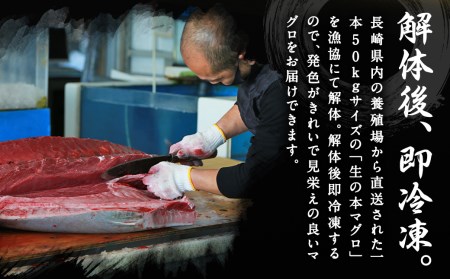 長崎県産 本マグロ 「大トロ」 約600g