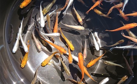 選べる３コース（24匹または30匹）改良メダカ 生き物 めだか 死着保証  (3)ミックス30匹セット8種類以上