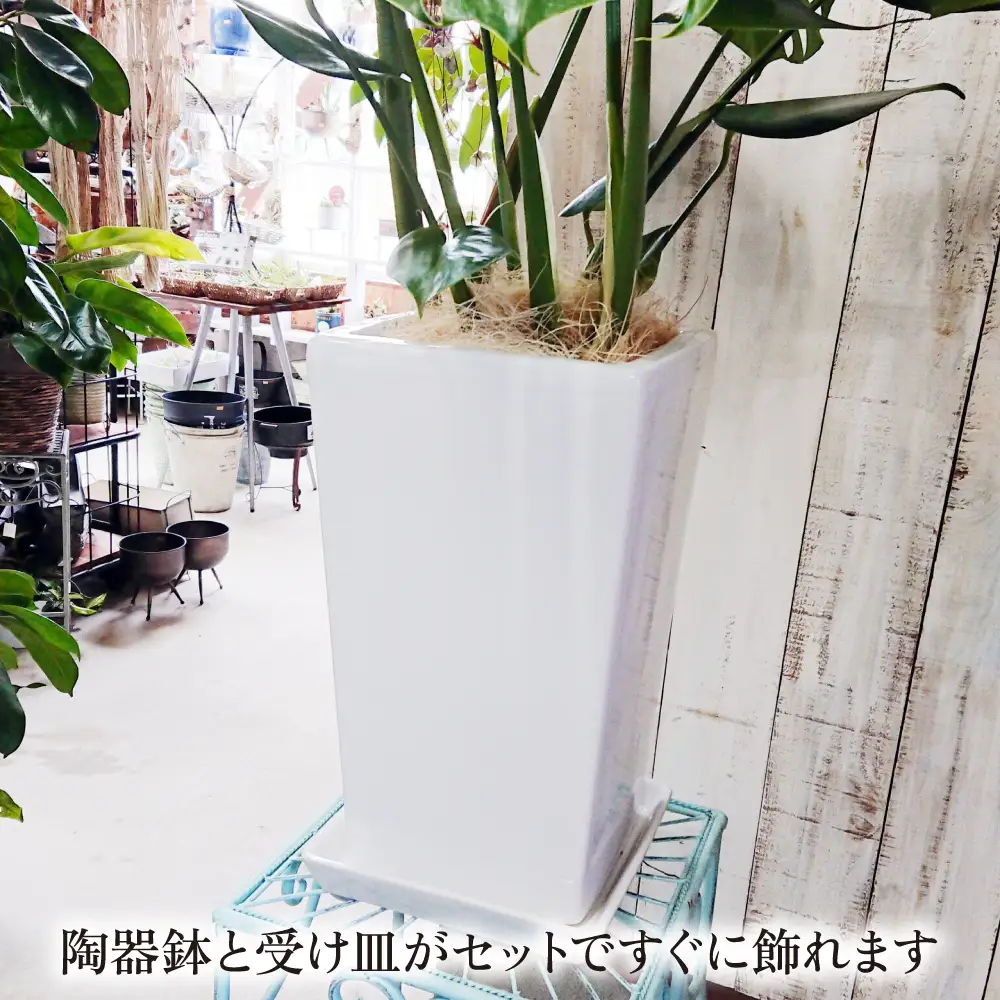 モンステラ （ 大 ） （ スクエアポット ） 糸島市 / cocoha [AWB021] 観葉植物 室内 大きい