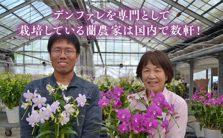 【お中元対象】【30セット 限定 】 デンファレ （ 洋蘭 ） 2本 立ち 《糸島》【和饗エコファーム株式会社】蘭 洋蘭 デンファレ 花 インテリア お祝い 贈り物 [AVI005]