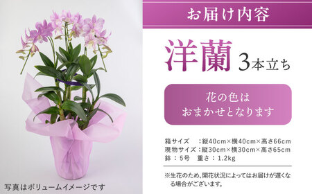 【お中元対象】【30セット 限定 】 デンファレ （ 洋蘭 ） 3本 立ち  《糸島》【和饗エコファーム株式会社】蘭 洋蘭 デンファレ 花 インテリア お祝い 贈り物 [AVI004]