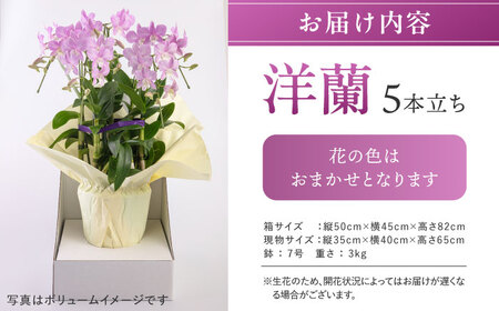 【お中元対象】【30セット 限定 】 デンファレ （ 洋蘭 ） 5本 立ち 《糸島》【和饗エコファーム株式会社】 蘭 洋蘭 デンファレ 花 インテリア お祝い 贈り物 [AVI003]