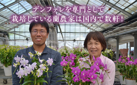 【10セット 限定 】 デンファレ （ 洋蘭 ） 10本 立ち 《糸島》【和饗エコファーム株式会社】 蘭 洋蘭 デンファレ 花 インテリア お祝い 贈り物 [AVI001]