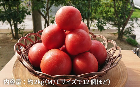 【甘くて濃厚】大玉 トマト 2kg 糸島産 《糸島》 【大櫛トマトファーム】 [AQH001]