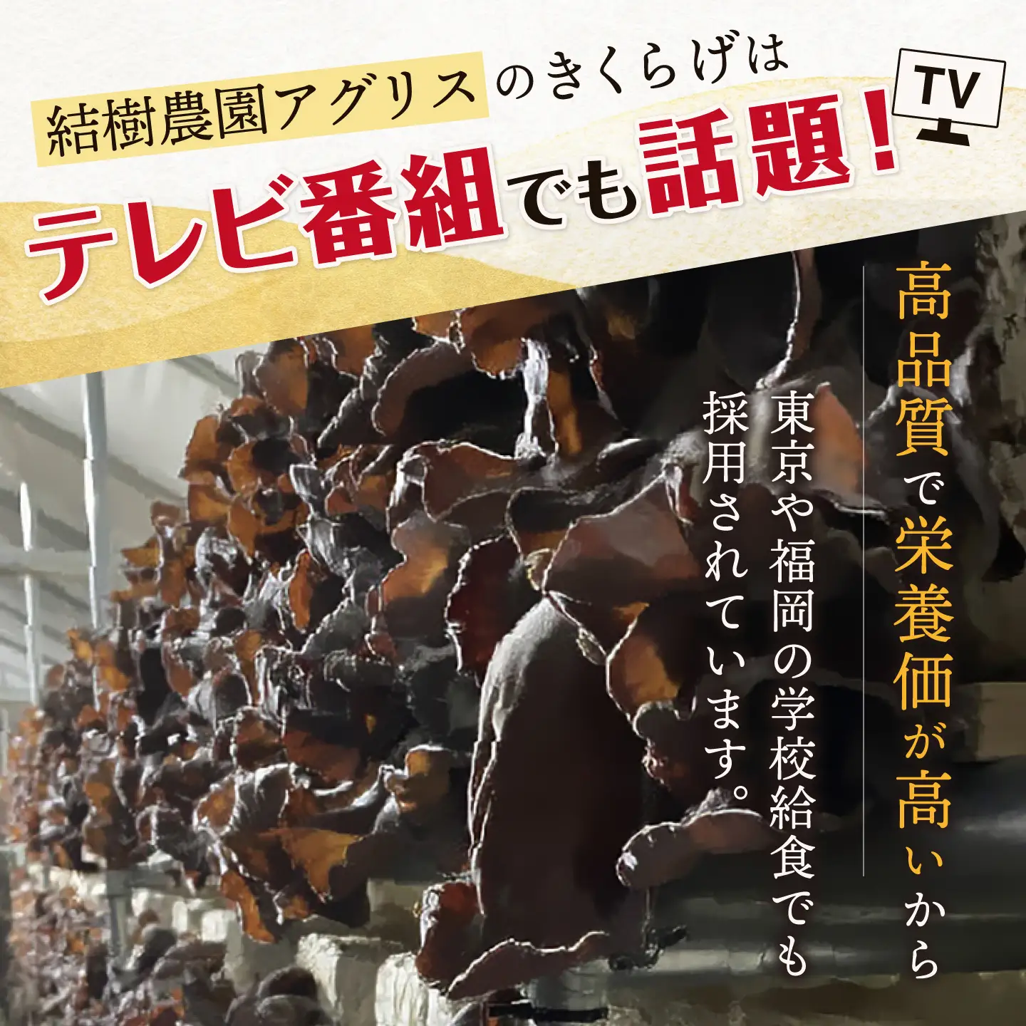 結樹農園 アグリス めんたい きくらげ 300g×3P 《糸島》【結樹農園アグリス】きくらげ/国産/明太/明太子 [AAJ002]