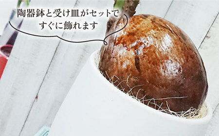 【お中元対象】ココヤシ 糸島市 / cocoha [AWB012] 観葉植物 グリーン インテリア