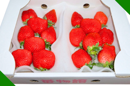 佐賀県産 いちご「かおりの」（250g×2パック）：A080-006