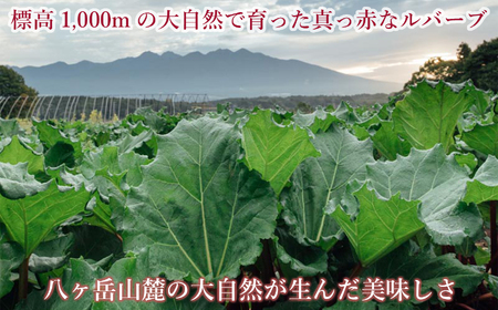 【2026年先行予約 6月より順次発送】赤いルバーブ・フレッシュ 約1kg ※配送不可地域あり 野菜 ルバーブ 西洋野菜 食物繊維 カリウム カルシウム ビタミンC アントシアニン かぼちゃん農園 お届け：2026年6月頃～11月初旬